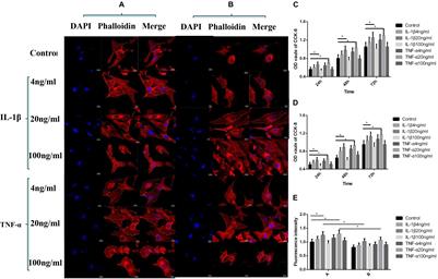 Effects of IL-1β and TNF-α on the Expression of P311 in Vascular Endothelial Cells and Wound Healing in Mice